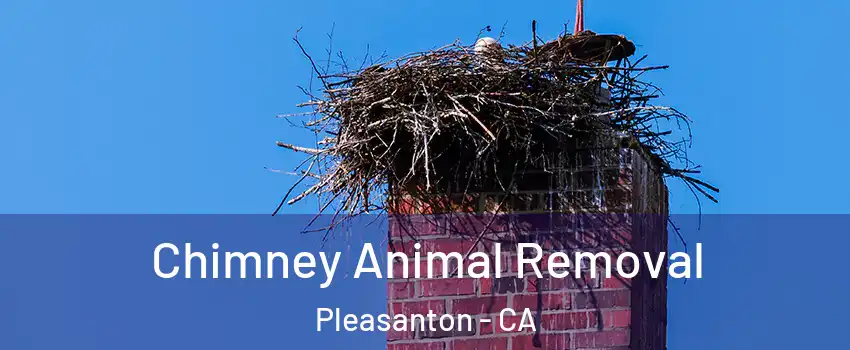  Chimney Animal Removal Pleasanton - CA