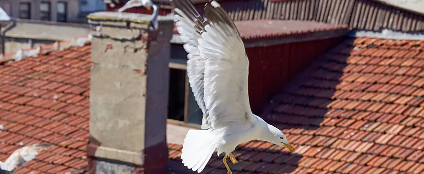 Residential Chimney Animal Removal Solution in Pleasanton, CA